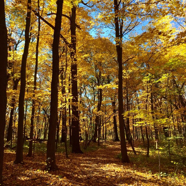 Foto herfstbomen in het bos