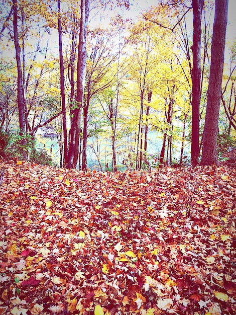 Foto herfstbomen in het bos