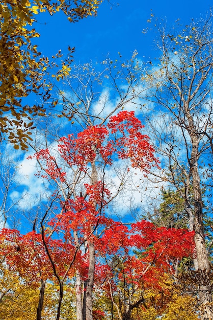 Herfstbomen in het herfstseizoen van het park