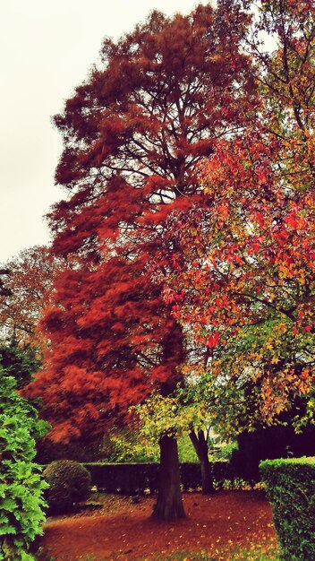 Foto herfstbomen in het landschap