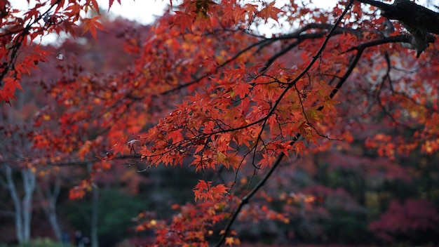 Herfstbomen in het park
