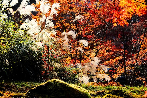 Foto herfstbomen in het park