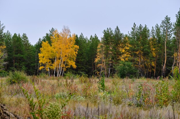 Herfstbomen met geel gebladerte