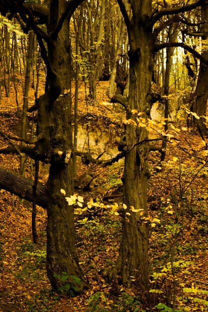 Herfstbomen met gele bladeren in de herfst