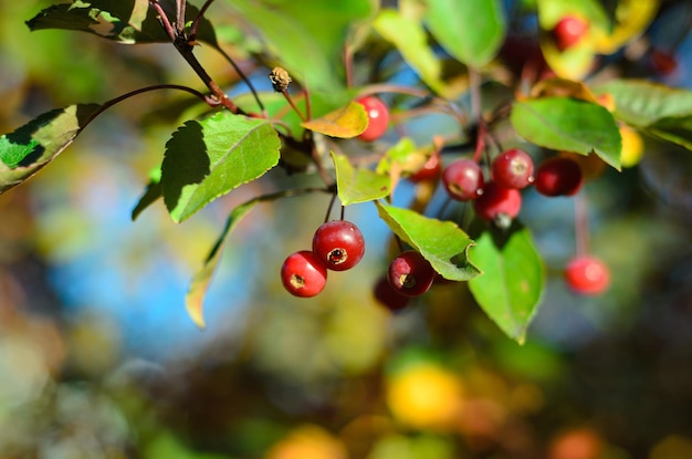 herfstbomen met rode bessen op een zonnige dag