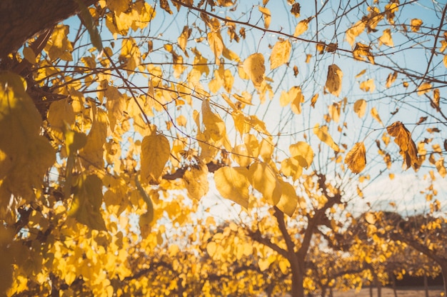 herfstbomen op de zon