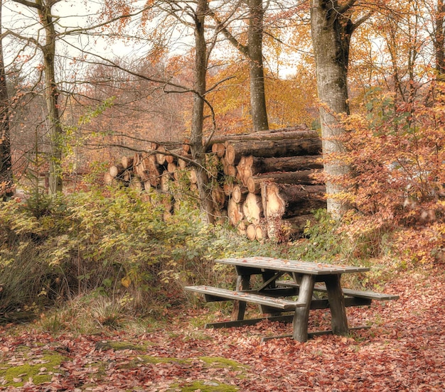 Herfstbomen Rivier en brug in herfstbos