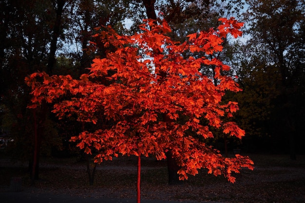 Herfstbomen 's nachts in rood neonlicht