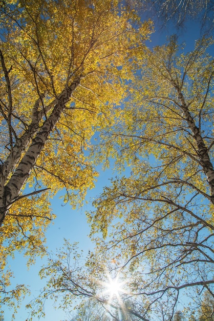 Herfstbomen tegen de blauwe lucht die omhoog kijkt