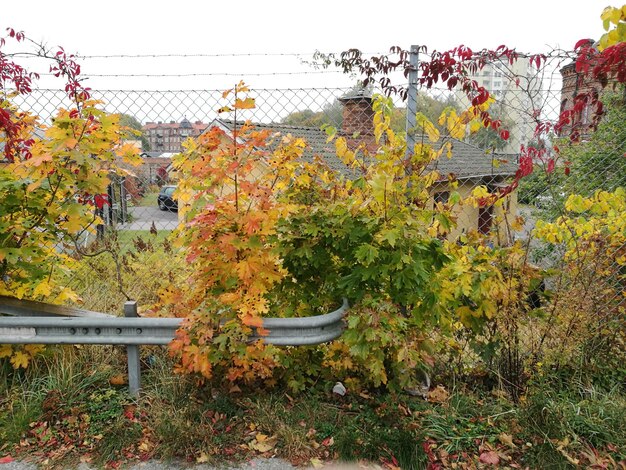 Foto herfstbomen tegen de lucht