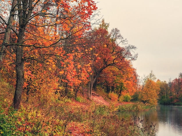 Herfstboom bij de vijver. Ochtend herfst landschap met rode bomen aan het meer.