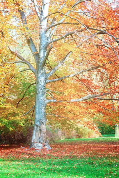 Herfstboom met gouden bladeren in zonnige dag, retro afgezwakt