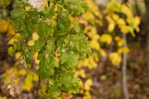 Herfstboom met groene en gele bladeren