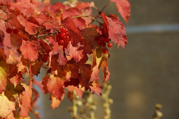 herfstboom van viburnum met rode bes