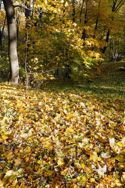 Herfstbos bezaaid met gele bladeren van esdoorns.