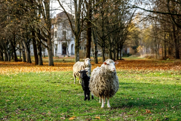 Herfstbos en oud huis