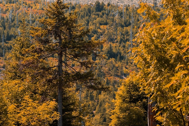 Herfstbos Herfstweg