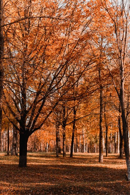 Herfstbos Herfstweg