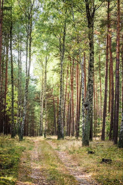 Herfstbos in zonnige dag en heldere hemel