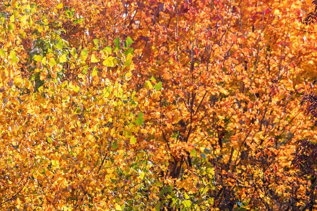 Herfstbos Kleurrijke bomen en bladeren, achtergrond Herfstbomen, herfsttextuurpatroon