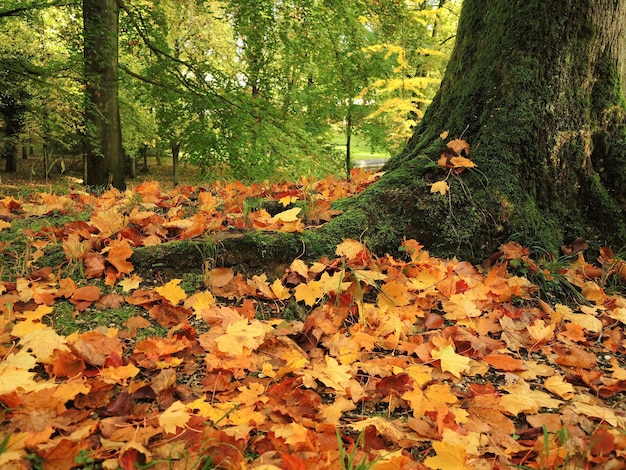 Foto herfstbos met droge gele lava