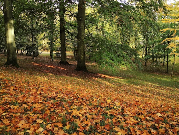 Herfstbos met droge gele lava