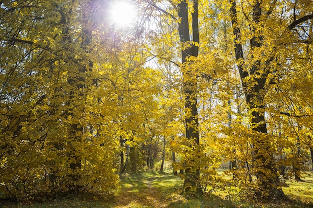 Herfstbos met gele bladeren en gevallen bladeren