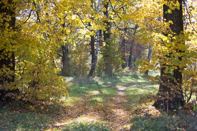 Herfstbos met gele bladeren en gevallen bladeren