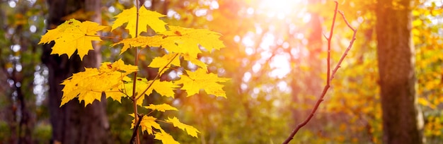 Herfstbos met gele esdoornbladeren in de avondzon, sfeervol herfstpanorama