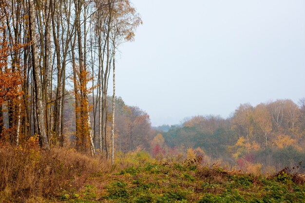 Herfstbos met gouden bladeren en pure exotische lucht. Kopieer ruimte