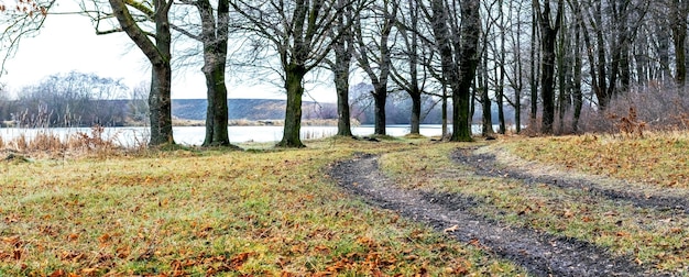 Herfstbos met kale bomen en gevallen bladeren op de grond een weg in het herfstbos bij de rivier