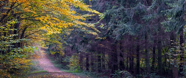 Herfstbos met kleurrijke bladeren aan de bomen en een weg in het bos