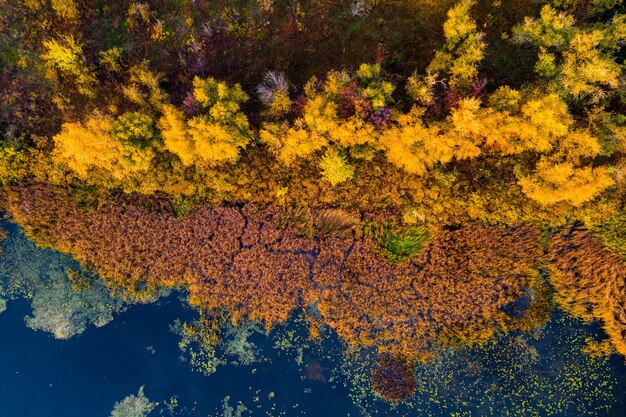 Herfstbos met kleurrijke bomen Luchtfoto