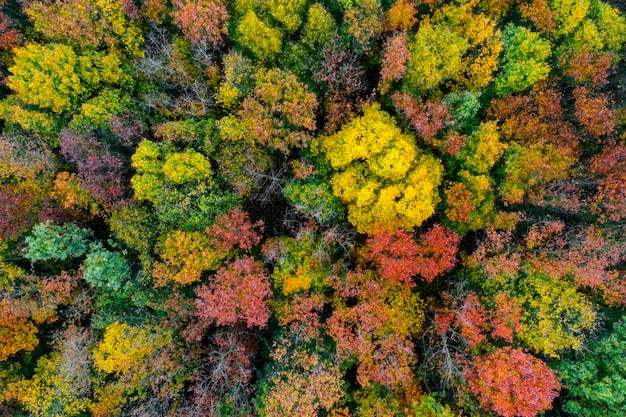 Herfstbos met kleurrijke bomen Luchtfoto