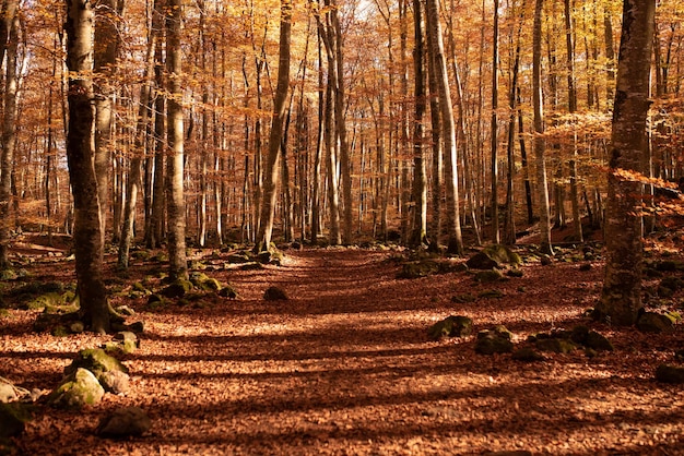 Herfstbos met sinaasappelbladeren in beukenbos