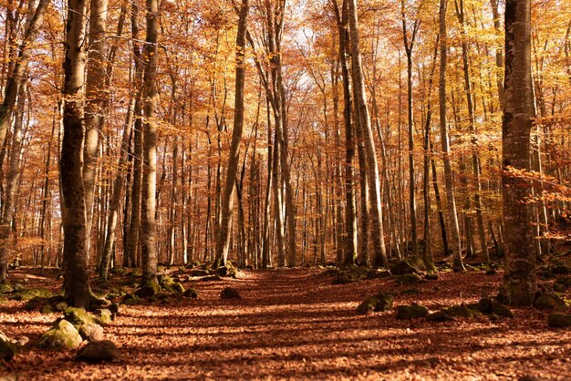 Herfstbos met sinaasappelbladeren in beukenbos