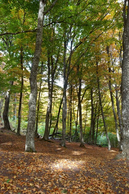 Herfstbos op de warme zonnige dag