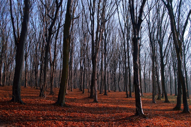 Herfstbos op een zonnige dag