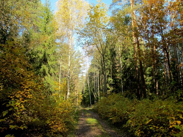 Herfstbos op zonnige dag