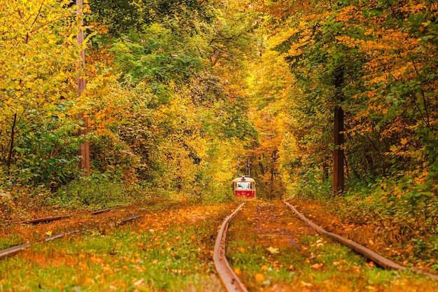 Herfstbos waar een oude tram door oekraïne rijdt