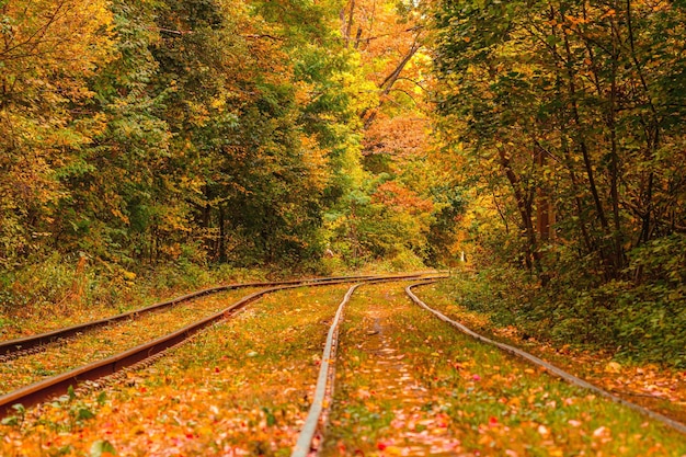 Herfstbos waar een oude tram door Oekraïne rijdt