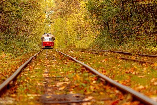 Herfstbos waar een oude tram door Oekraïne rijdt