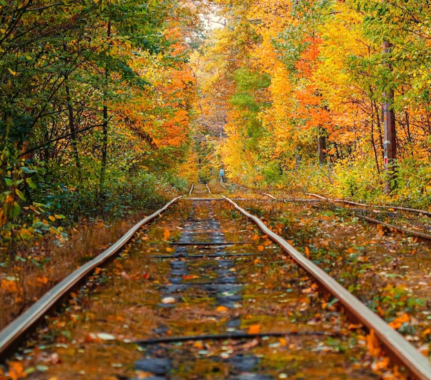 Herfstbos waar een oude tram door Oekraïne rijdt