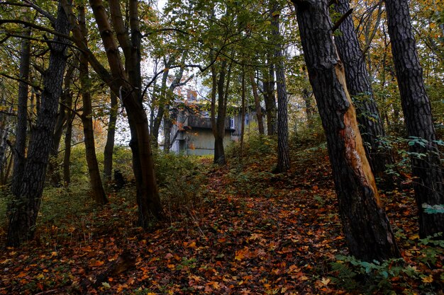 Herfstbos waaronder een oud huis