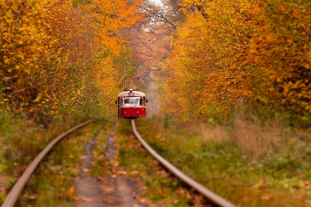 Herfstbos waartussen een vreemde tram rijdt