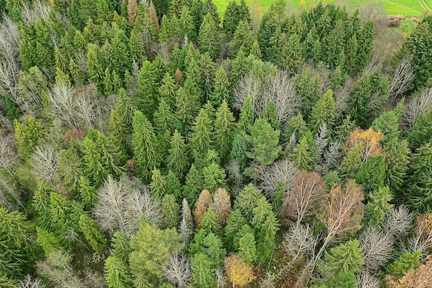 herfstbos zonder bladeren bovenaanzicht met drone, natuur achtergrondlandschap