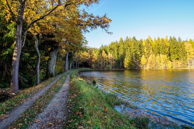 Herfstboslandschap met een weg van herfstbladeren Voetpad in de scène van de herfstbosnatuur