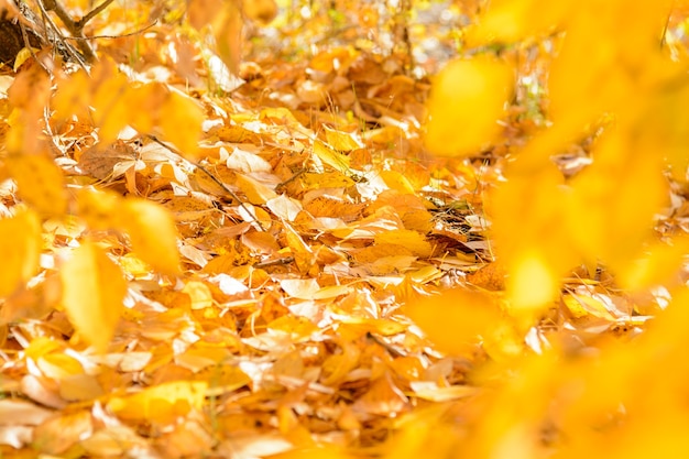 Herfstboslandschap met stralen van warm licht die het gouden gebladerte verlichten en een voetpad dat naar de scène leidt