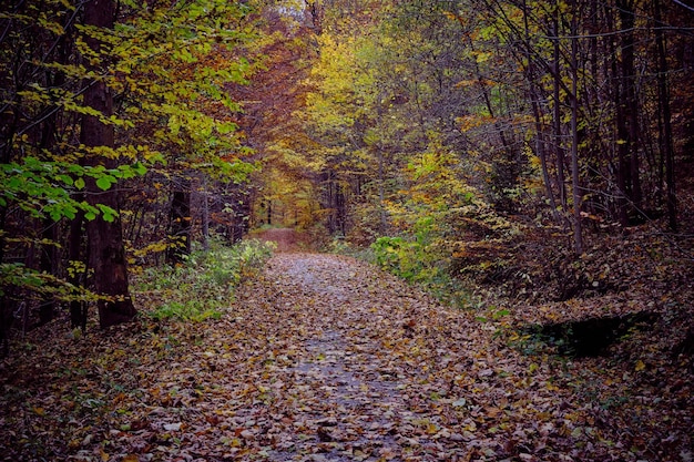 Herfstboslandschap met weg van herfstbladeren warm licht dat het gouden gebladerte verlicht Voetpad in scène herfstbos natuur Duitsland