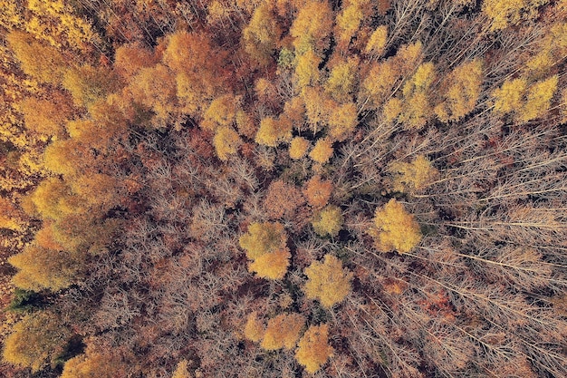 herfstboslandschap, uitzicht vanaf een drone, luchtfotografie van bovenaf gezien in het park van oktober